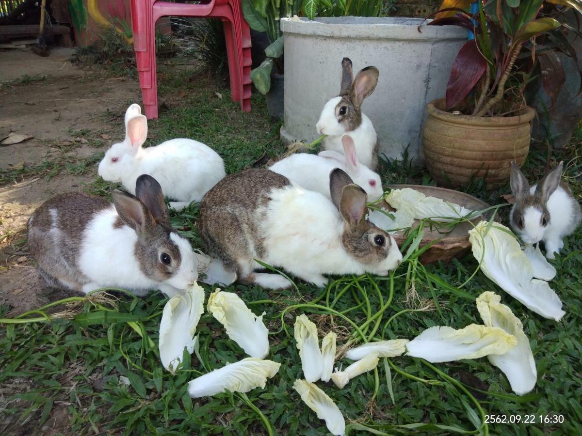 Baan Suan Jantra Home Stay Chiang Rai Buitenkant foto